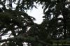 Cedrus atlantica
